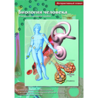 Интерактивные плакаты. Биология человека. Программно-методический комплекс - fgospostavki.ru - Шуя