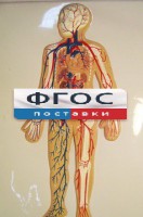 Модель барельефная "Кровеносная система человека" - fgospostavki.ru - Шуя
