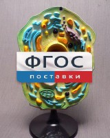 Модель "Клетка растения" - fgospostavki.ru - Шуя