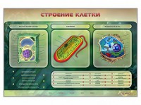 Электрифицированный стенд "Строение клетки" с маркерными полями - fgospostavki.ru - Шуя