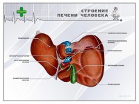 Стенд "Строение печени человека" - fgospostavki.ru - Шуя