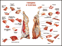 Таблица "Правила разделки мясных туш. Говядина и телятина" (100х140 сантиметров, винил) - fgospostavki.ru - Шуя