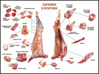 Таблица "Правила разделки мясных туш. Баранина и ягнятина" (100х140 сантиметров, винил) - fgospostavki.ru - Шуя