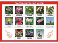 Таблица демонстрационная "Растения Красной книги" (винил 100*140) - fgospostavki.ru - Шуя
