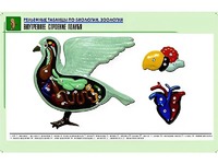 Рельефная таблица "Внутреннее строение голубя" (формат А1, матовое ламинирование) - fgospostavki.ru - Шуя