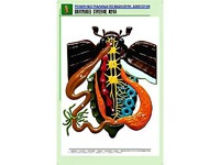 Рельефная таблица "Внутреннее строение жука" (формат А1, матовое ламинирование) - fgospostavki.ru - Шуя