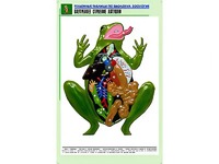 Рельефная таблица "Внутреннее строение лягушки" (формат А1, матовое ламинирование) - fgospostavki.ru - Шуя