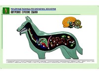 Рельефная таблица "Внутреннее строение собаки" (формат А1, матовое ламинирование) - fgospostavki.ru - Шуя