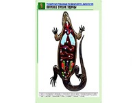 Рельефная таблица "Внутреннее строение ящерицы" (формат А1, матовое ламинирование) - fgospostavki.ru - Шуя