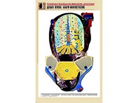 Рельефная таблица "Долька печени. Макро-микростроение" (формат А1, матовое ламинирование) - fgospostavki.ru - Шуя