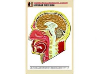 Рельефная таблица "Сагиттальный разрез головы" (формат А1, матовое ламинирование) - fgospostavki.ru - Шуя