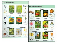 Коллекция "Семена и плоды" - fgospostavki.ru - Шуя
