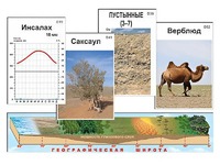 Модель-аппликация "Природные зоны" - fgospostavki.ru - Шуя