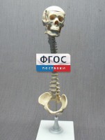 Модель "Позвоночник с черепом и тазом" - fgospostavki.ru - Шуя
