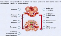 Интерактивные курсы. Биология 9 класс. Расширенный. - fgospostavki.ru - Шуя