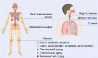 Интерактивные курсы. Биология 9 класс. Базовый. - fgospostavki.ru - Шуя