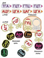 Модель-аппликация Биосинтез белка - fgospostavki.ru - Шуя