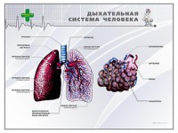 Стенд "Дыхательная система человека" - fgospostavki.ru - Шуя