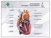 Стенд "Строение сердца человека" - fgospostavki.ru - Шуя