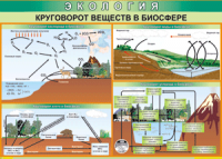 Таблица "Круговорот веществ в биосфере" (100х140 сантиметров, винил) - fgospostavki.ru - Шуя