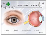 Интерактивный стенд "Строение глаза" - fgospostavki.ru - Шуя