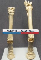 Скелет конечности лошади (передняя и задняя) на подставке - fgospostavki.ru - Шуя