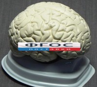 Модель "Мозг в разрезе" (белый) - fgospostavki.ru - Шуя