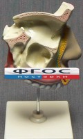 Модель "Разрез носоглотки" - fgospostavki.ru - Шуя