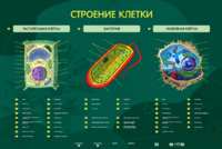 Электрифицированный стенд "Строение клетки" с маркерными полями - fgospostavki.ru - Шуя