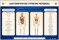 Электрифицированный стенд-тренажер c макетом скелета "Анатомическое строение человека" - fgospostavki.ru - Шуя
