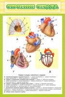 Стенд "Строение сердца" - fgospostavki.ru - Шуя