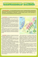 Стенд "Биосинтез белка" - fgospostavki.ru - Шуя