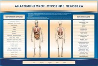 Электрифицированный стенд-тренажер c макетом скелета "Анатомическое строение человека" - fgospostavki.ru - Шуя