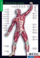 Комплект таблиц. Биология. Строение тела человека. - fgospostavki.ru - Шуя