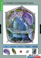 Комплект таблиц. Биология. Вещества растений. Клеточное строение. - fgospostavki.ru - Шуя