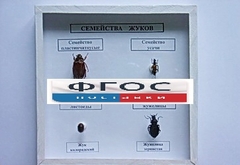 Коллекция "Семейство жуков" - fgospostavki.ru - Шуя