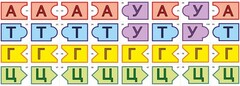 Модель-аппликация Удвоение ДНК и транскрипция РНК - fgospostavki.ru - Шуя