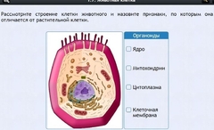 Интерактивные курсы. Биология 8 класс. Базовый - fgospostavki.ru - Шуя