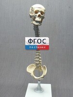 Модель "Позвоночник с черепом и тазом" - fgospostavki.ru - Шуя