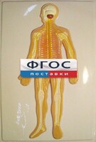 Модель барельефная "Нервная система человека" - fgospostavki.ru - Шуя