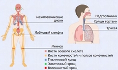 Интерактивные курсы. Биология 9 класс. Базовый. - fgospostavki.ru - Шуя
