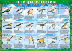 Комплект таблиц "Птицы России (4 листа)" (100х140 сантиметров, винил) - fgospostavki.ru - Шуя