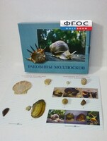 Коллекция "Раковины моллюсков" - fgospostavki.ru - Шуя