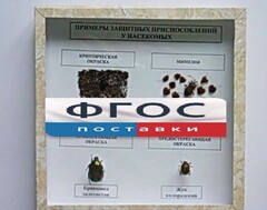 Коллекция энтомологическая "Примеры защитных приспособлений у насекомых" - fgospostavki.ru - Шуя