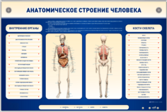 Электрифицированный стенд-тренажер c макетом скелета "Анатомическое строение человека" - fgospostavki.ru - Шуя