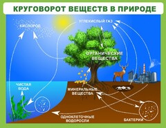 Стенд "Круговорот веществ" - fgospostavki.ru - Шуя