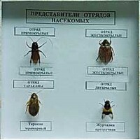 Коллекция энтомологическая "Представители отряда насекомых" - fgospostavki.ru - Шуя