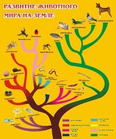Стенд "Развитие животного мира на земле" - fgospostavki.ru - Шуя