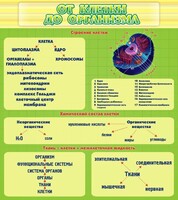 Стенд "От клетки до организма" - fgospostavki.ru - Шуя