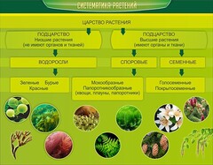 Стенд "Систематика растений" - fgospostavki.ru - Шуя